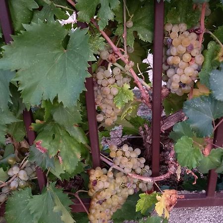 Villa Vinka Mostar Eksteriør billede